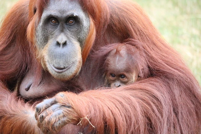 erdőirtás, orangután